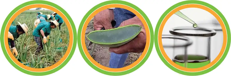 Aloe concentrato alle erbe Herbalife dal produttore al consumatore aloe concentrato alle erbe herbalife dal produttore al consumatore